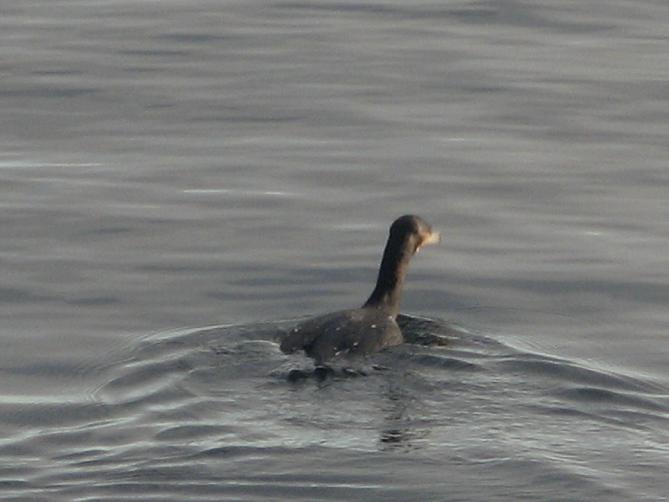 Il pasto del cormorano